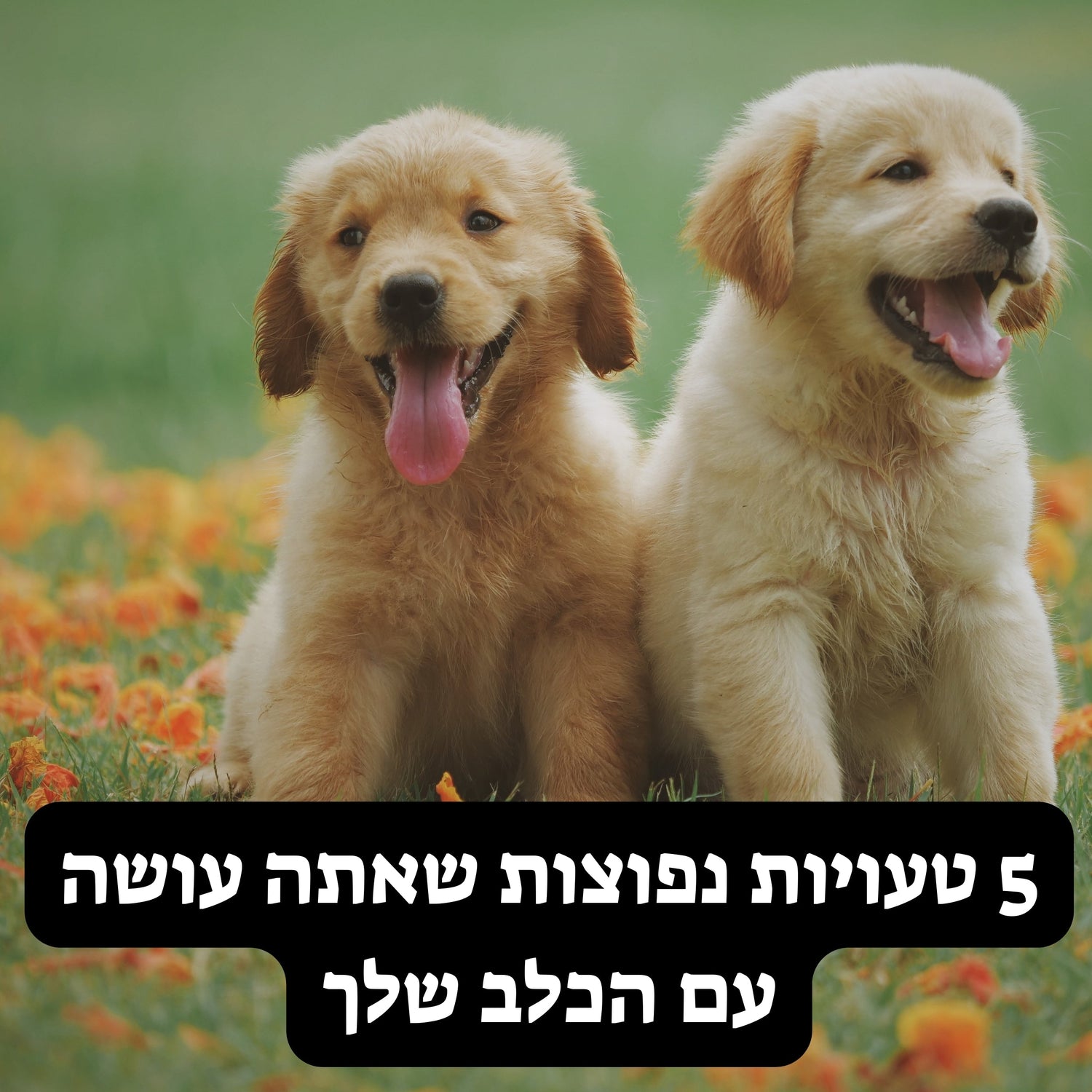 5 טעויות נפוצות שאתה עושה עם הכלב שלך