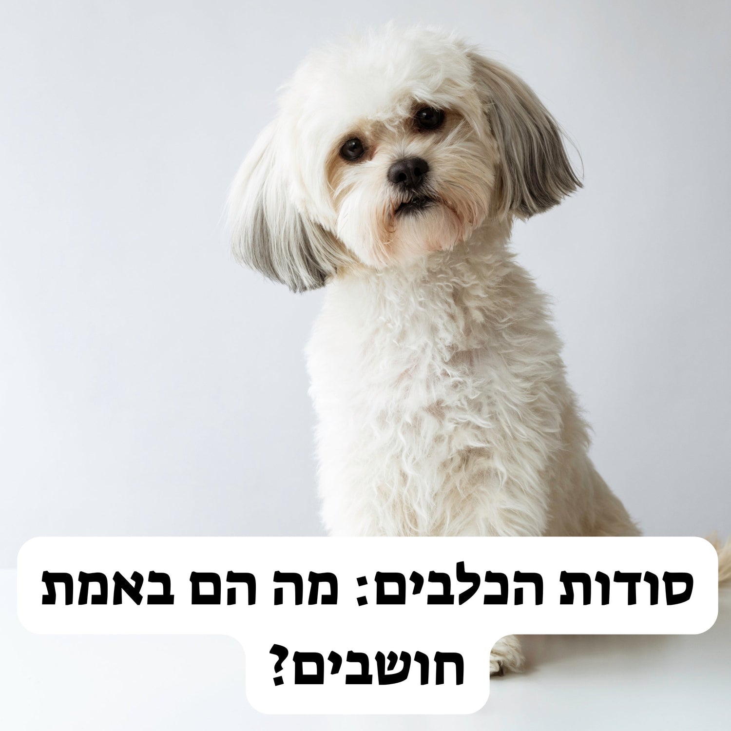 סודות הכלבים: מה הם באמת חושבים?
