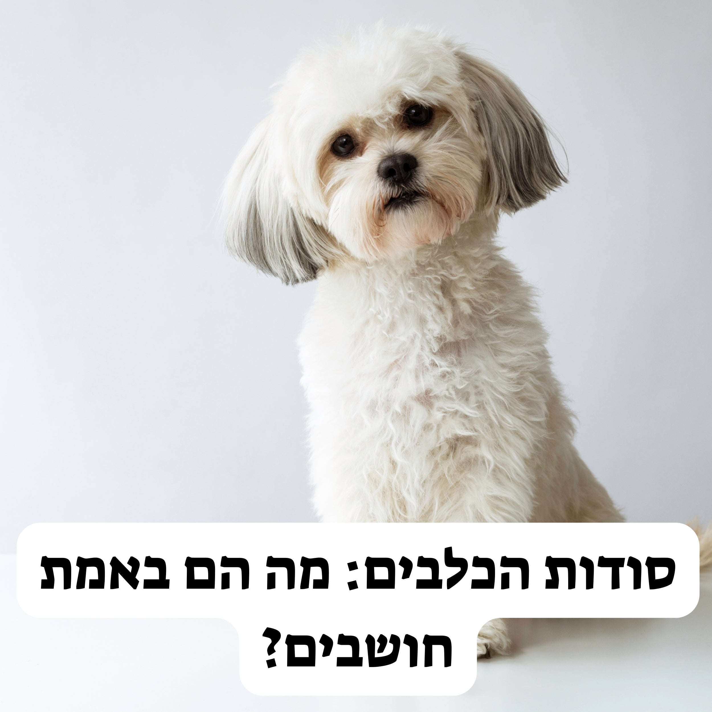 סודות הכלבים: מה הם באמת חושבים?