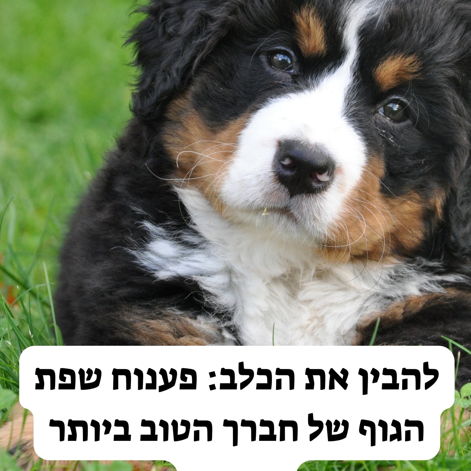 להבין את הכלב: פענוח שפת הגוף של חברך הטוב ביותר