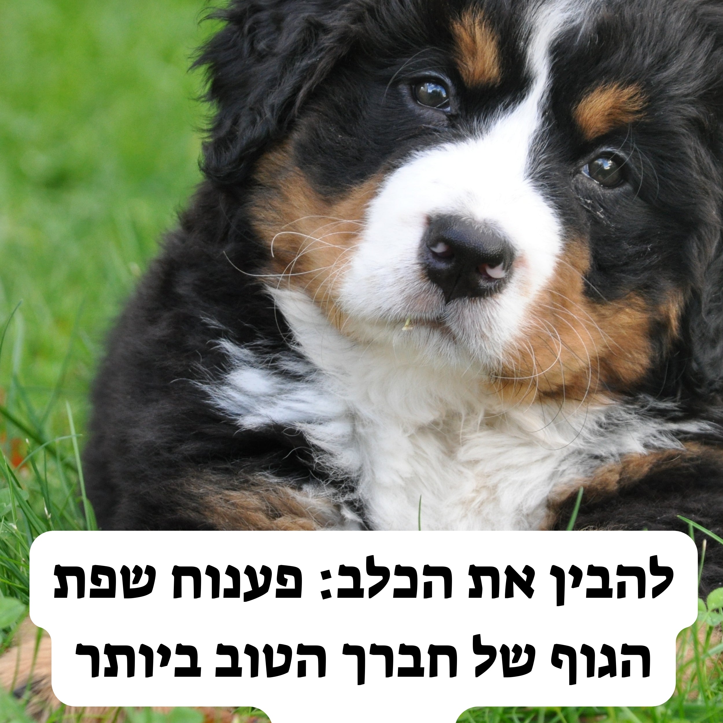 להבין את הכלב: פענוח שפת הגוף של חברך הטוב ביותר
