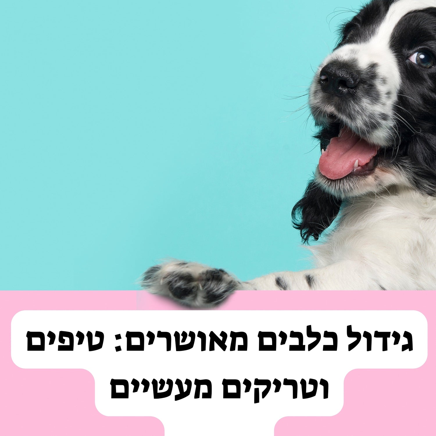 גידול כלבים מאושרים: טיפים וטריקים מעשיים